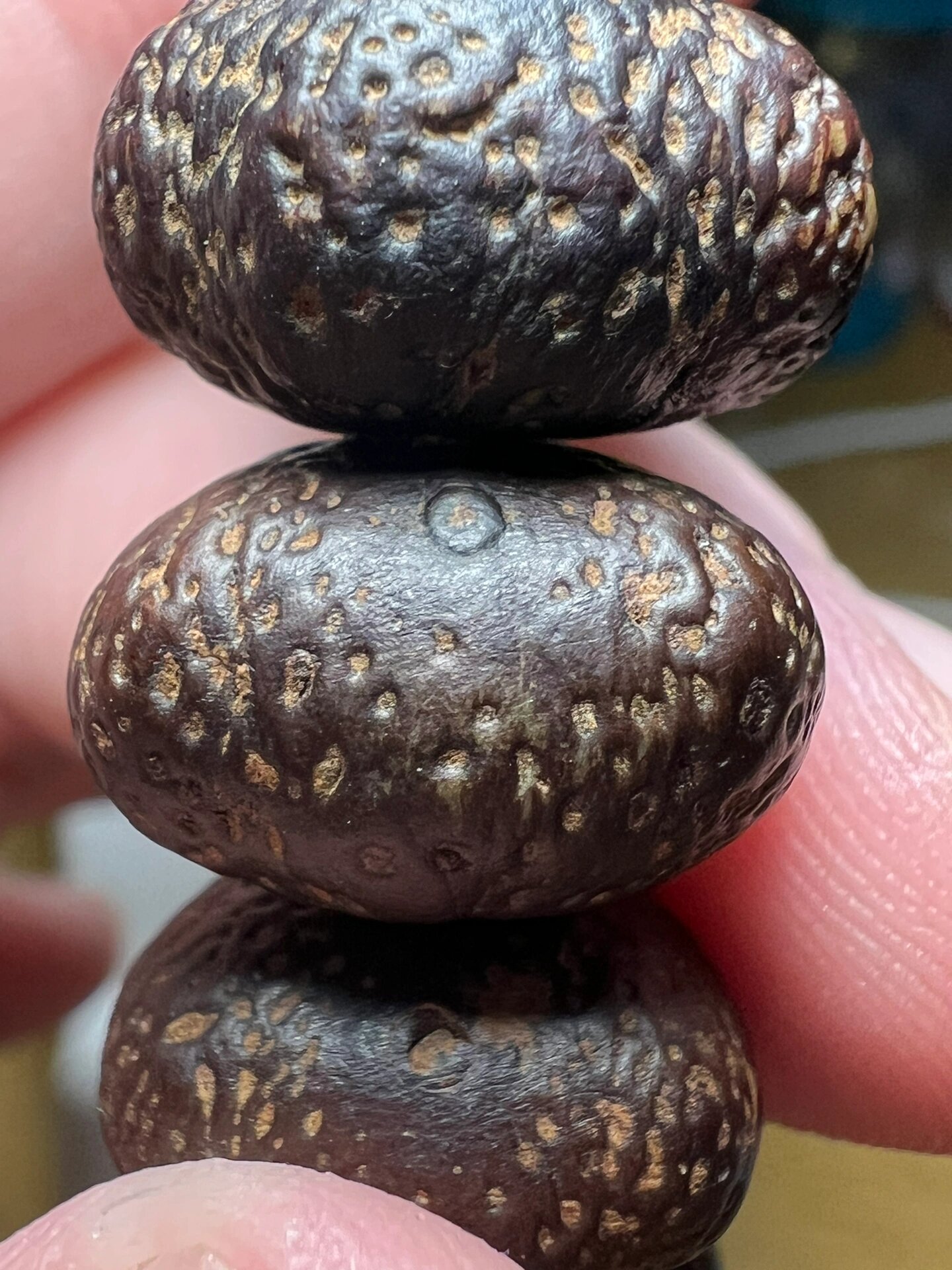 星月菩提 原籽 这条星月很有意思,是一条原果穿的,可以感受一下这种