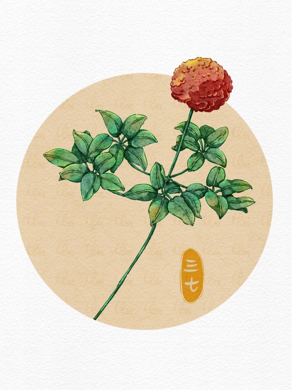 ipad水彩绘画|三七(药用植物篇) 线稿:渗流 上色:听盒 晕染:湿海绵