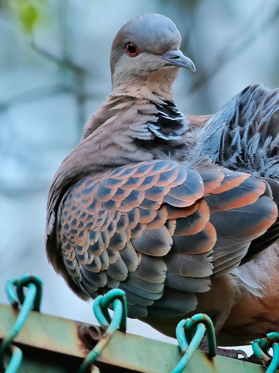 山斑鸠 oriental turtle dove 山斑鸠( 英文名:oriental turtle dove