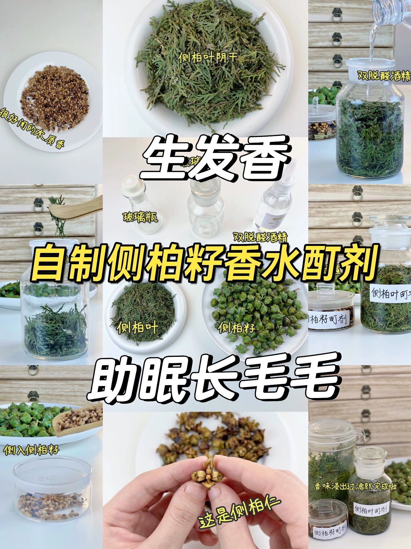 自带香气的梦中情发 侧柏叶不仅叶子能防脱生发就连他的种子侧柏仁