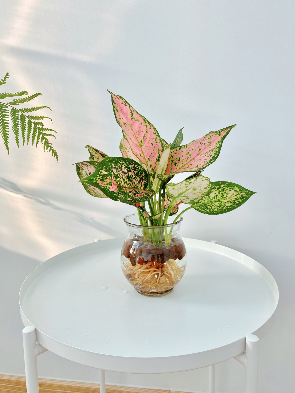 水培植物 如意皇后 寓意吉祥如意,叶色美丽,粉色叶片上夹杂着绿色斑点