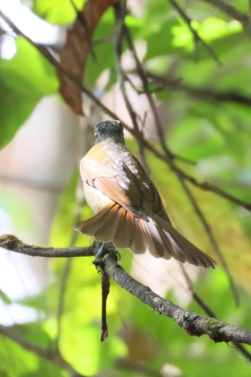 【百鸟志61图纪】 (359)◇70大仙鹟70◇ (癸卯季冬,摄于腾冲