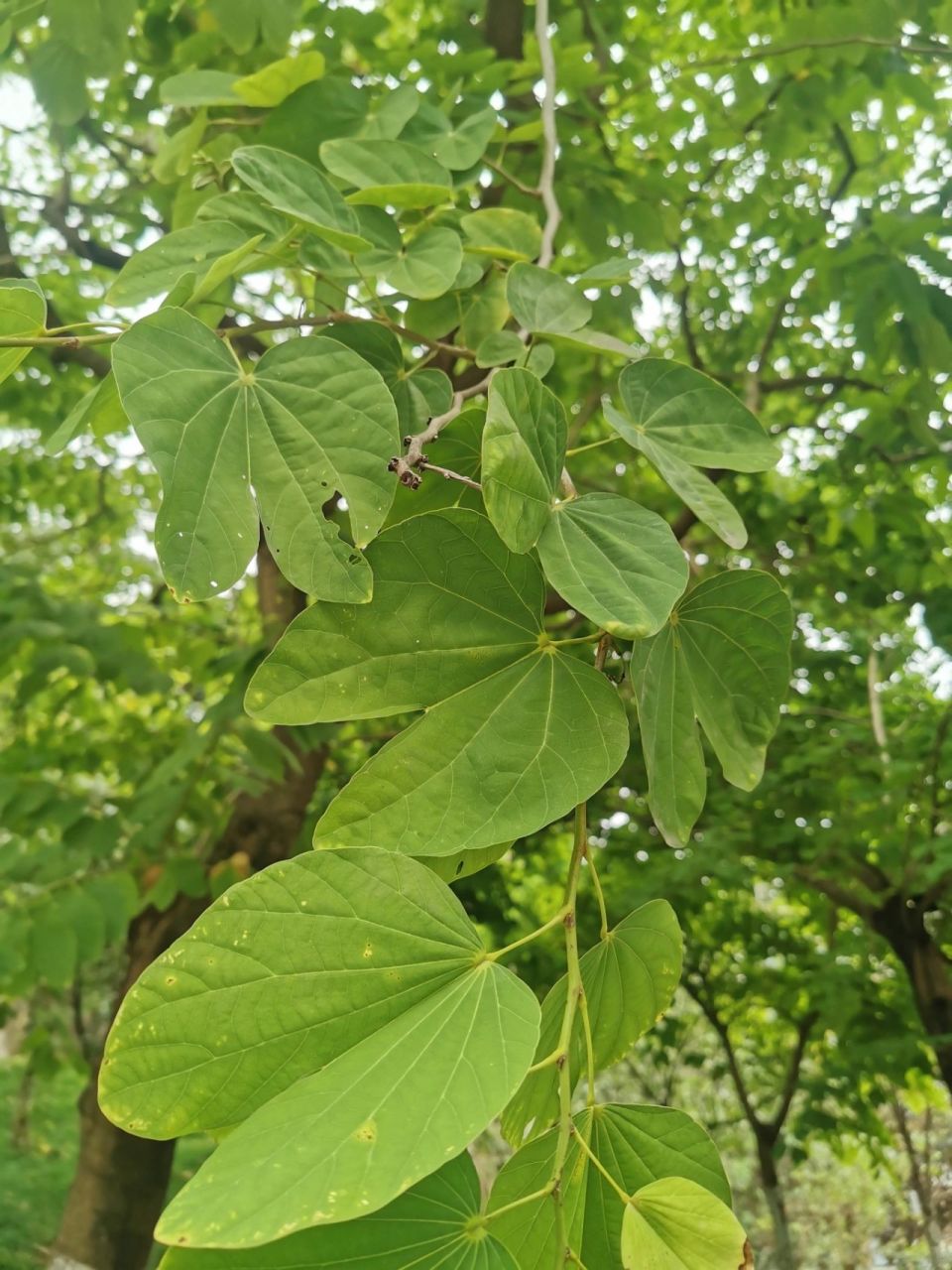 远远看到篮球场旁边有两棵叶子很像苹果形状的树,原来是羊蹄甲