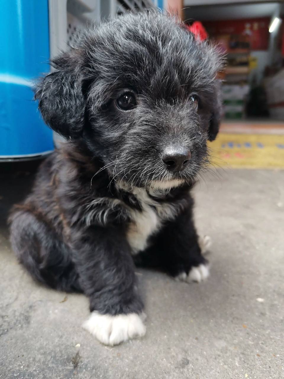 泰迪和柯基的串串—我是小黑妹多米0269♀ 小多米到家第4天