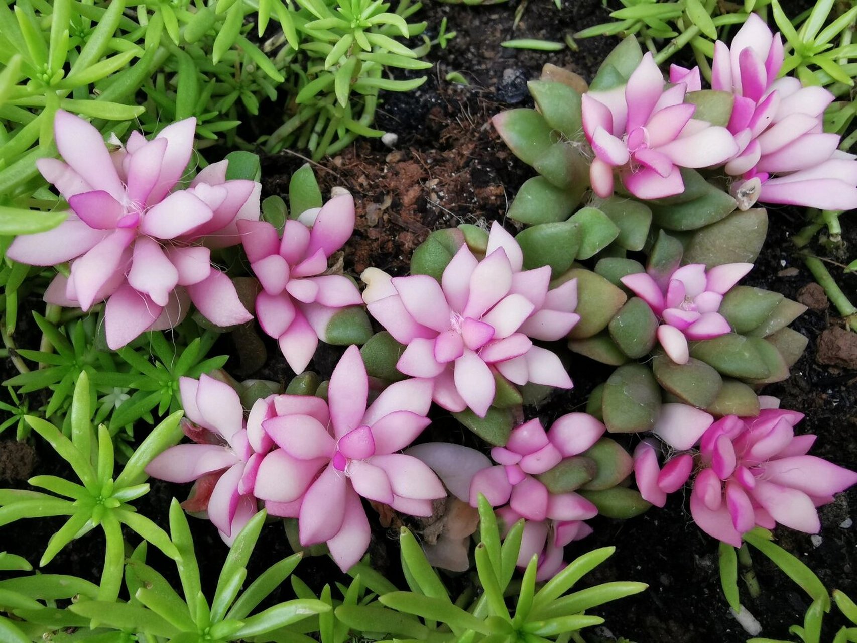 吹雪之松锦 公共绿地的新发现,图片搜了好久才识别出来:吹雪之松锦.名