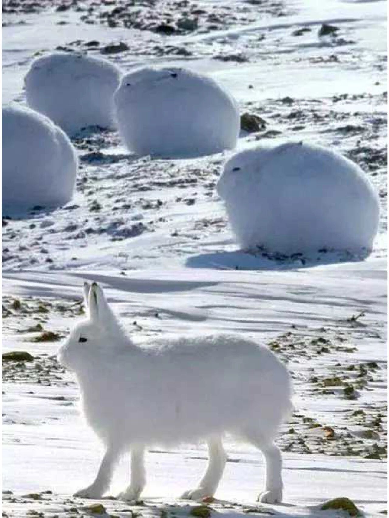 雪原上的动物图片