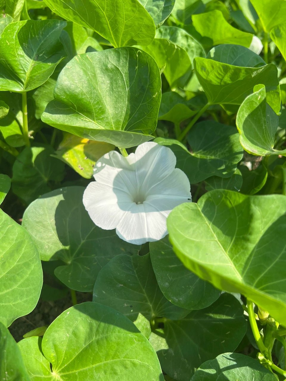 难怪跟牵牛花那么像,原是一个科属 花名:蕹菜,也叫空心菜 科属:旋花