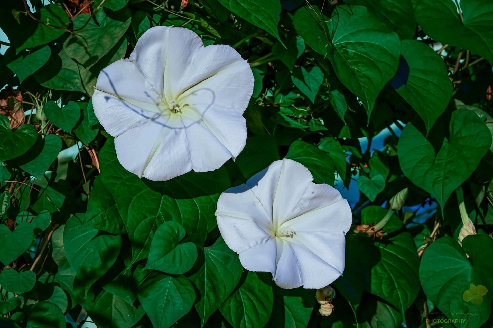 夕颜,开在月光下,纯洁如斯,白如绸缎 夕阳西下,月