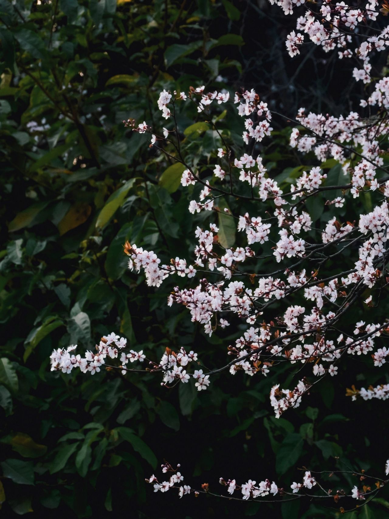 紫叶李花期图片