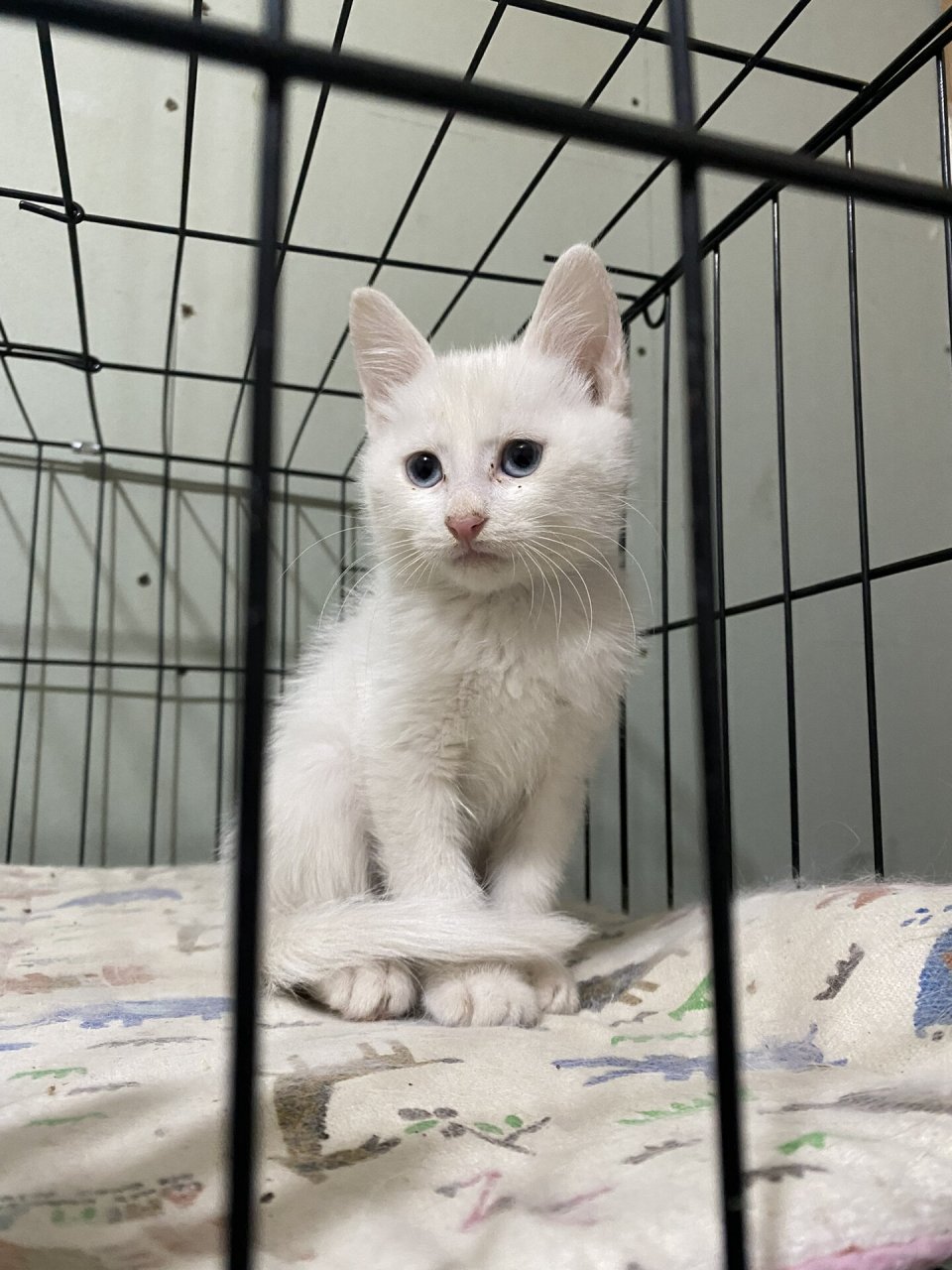 廊坊霸州纯白蓝眼猫咪200 自己家猫咪生的中长毛纯白蓝眼猫咪,需自提.