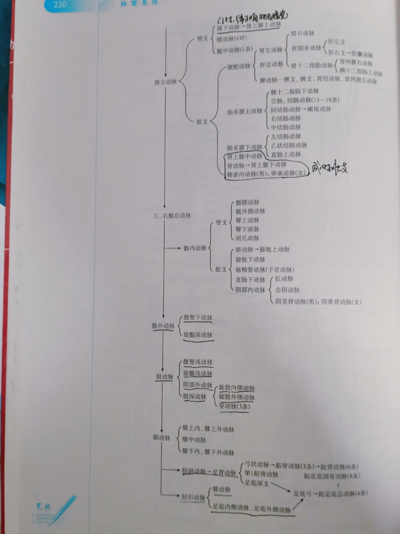 全身动脉静脉循环图图片