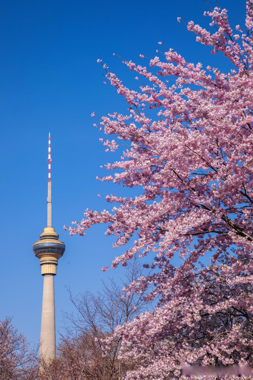 北京头条 照片拍摄于北京玉渊潭公园的樱花,中央电视塔和樱花一起
