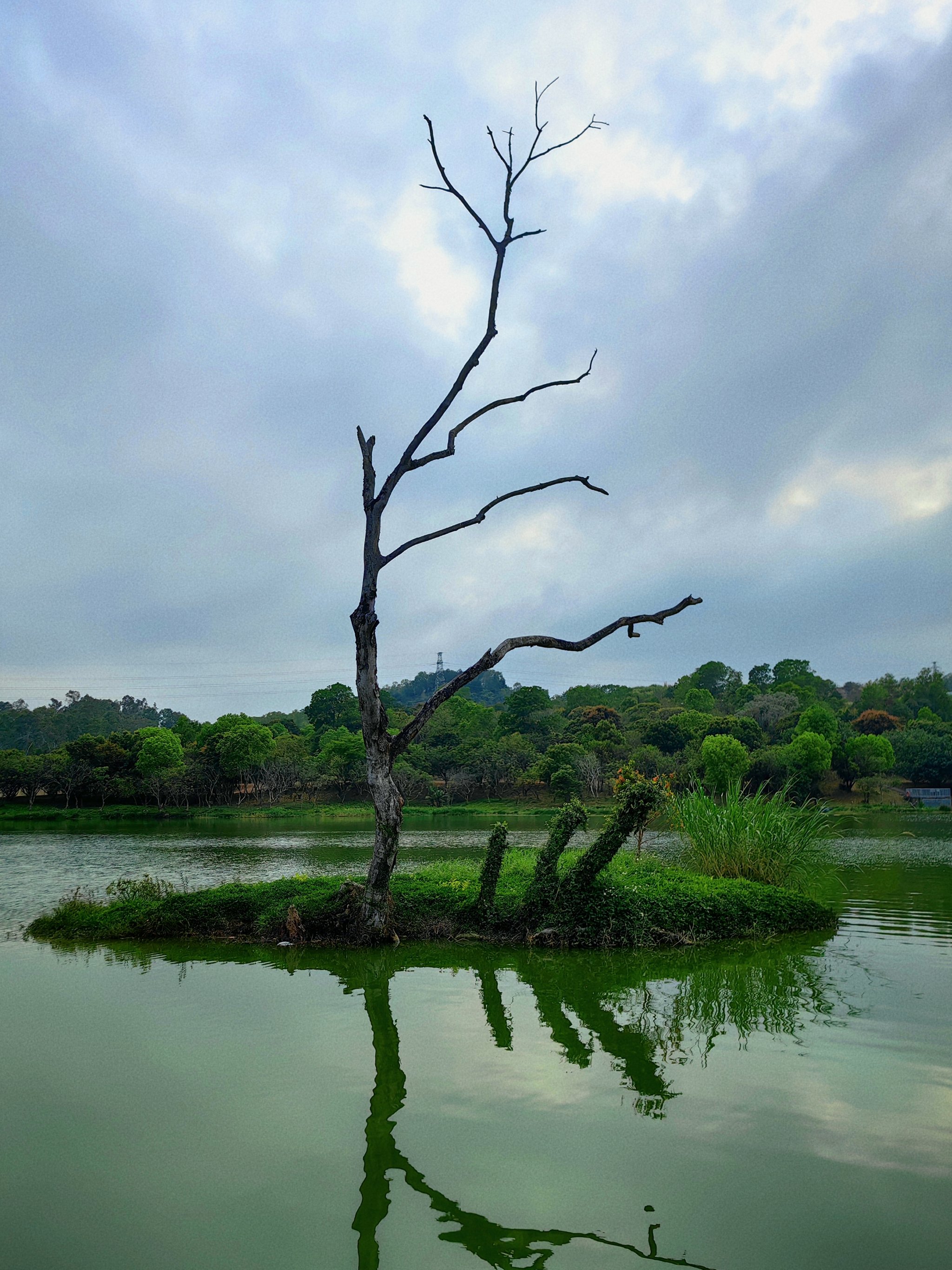 龙岗湿地公园地址图片