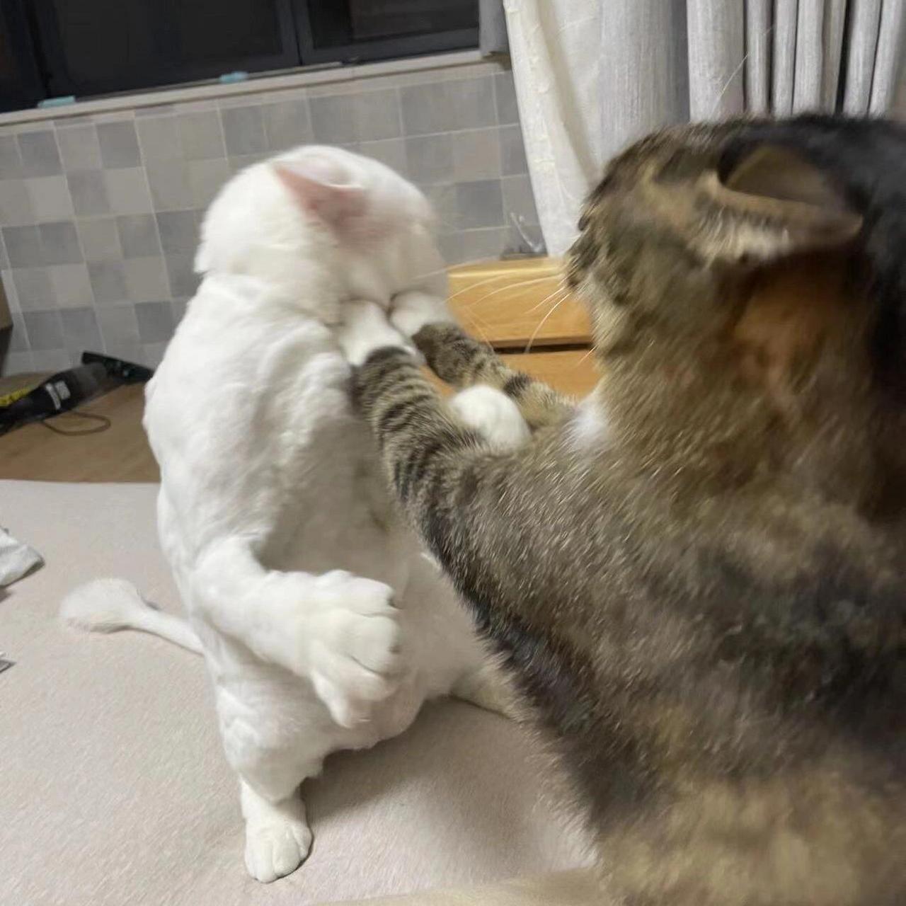 猫咪打架,打出表情包 拳拳到肉