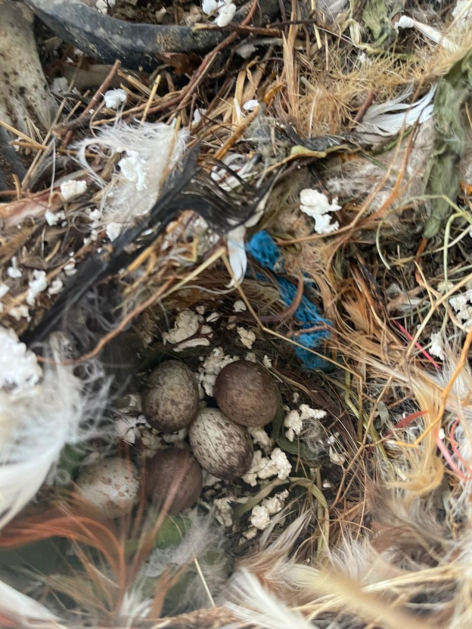 意外发现几颗麻雀蛋 从3颗蛋,某一天突然变成了2颗蛋,不知道是不是被