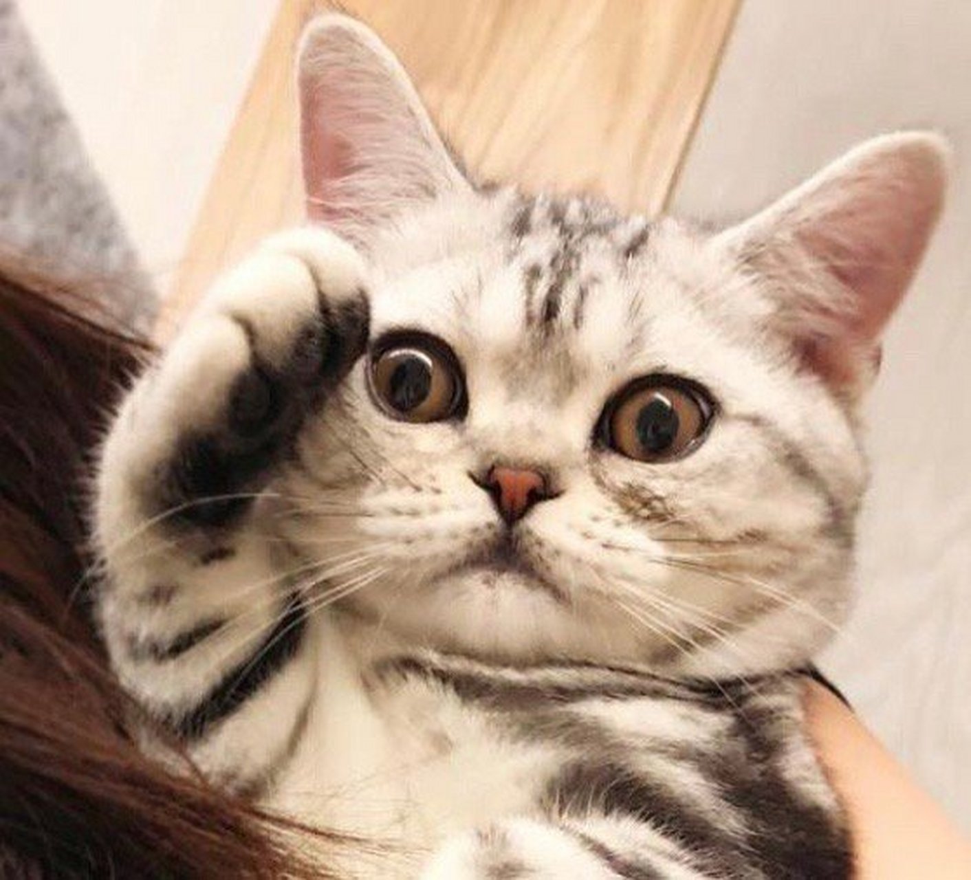 猫咪敬礼   #潮级玩家##2020东京奥运会