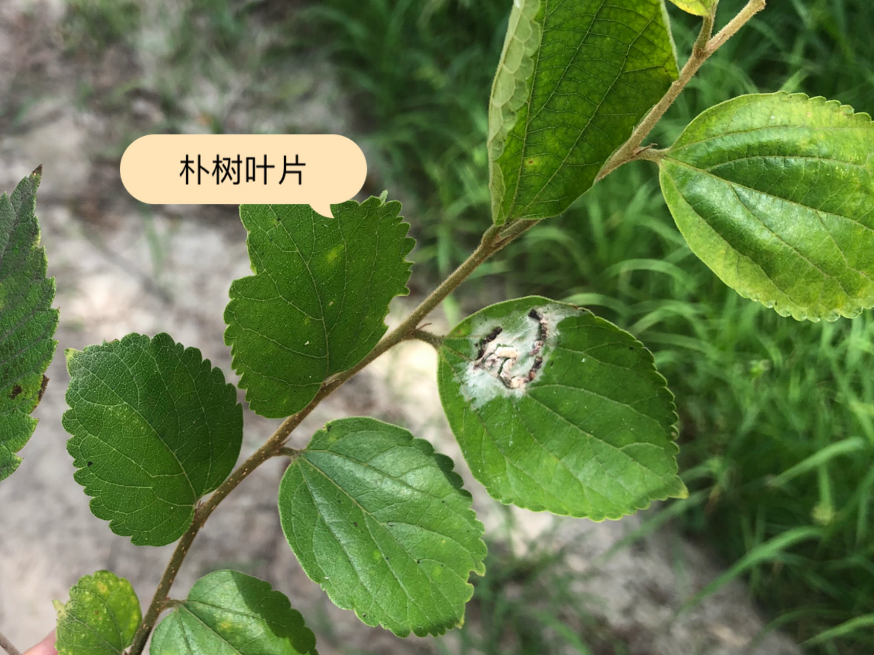 朴树与濮石图片