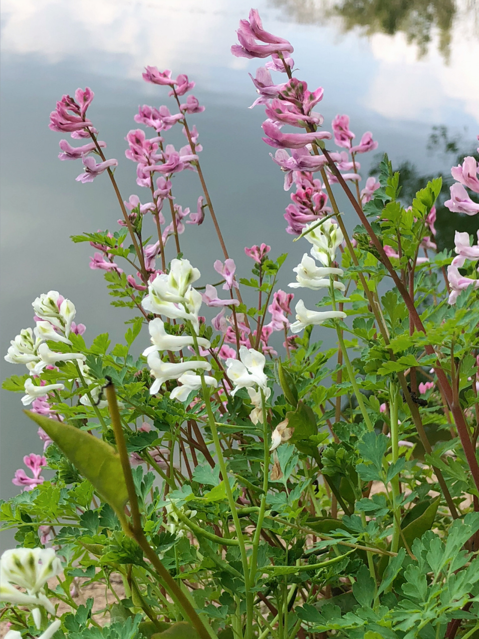 传说中的断肠草 从小都听大人说,这是断肠草,以至于看到都不会碰