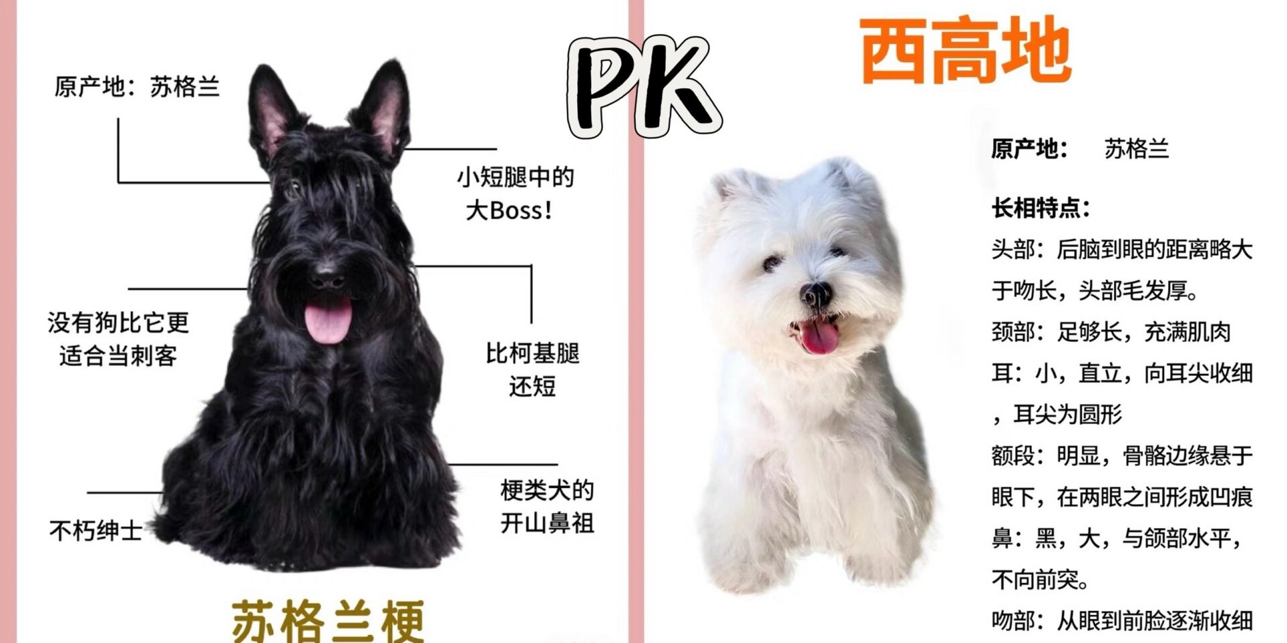 杂交梗类犬图片