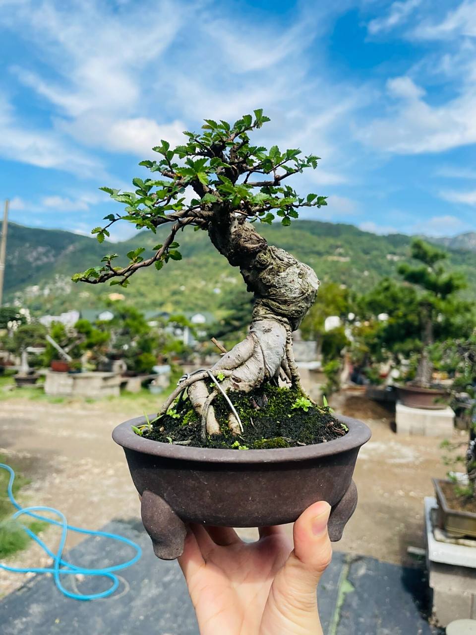 微精品榆树盆景 小叶榔榆树 ,室内可放向阳处