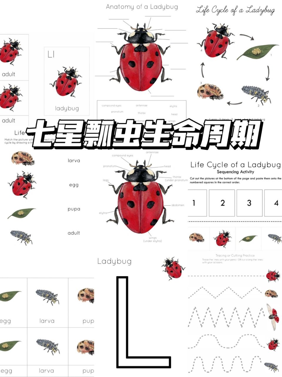 在家早教|七星瓢虫的生命周期94  春暖花开,带着小朋友去户外感受大
