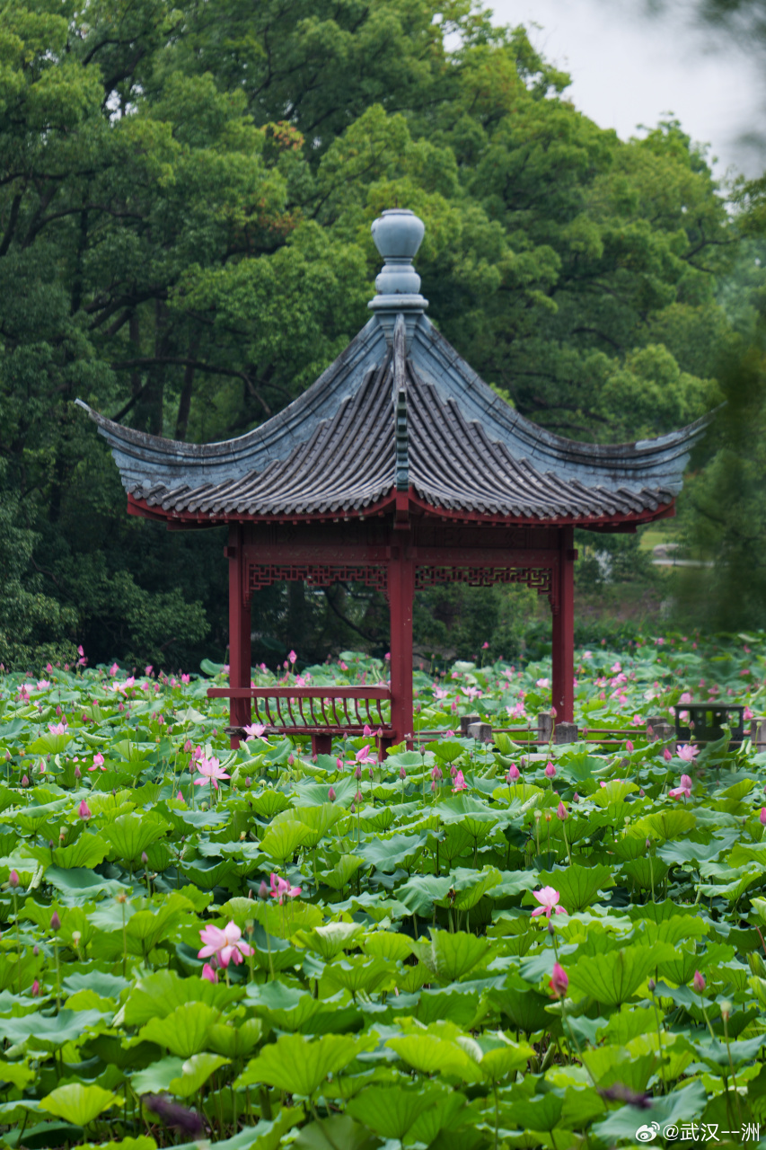 武汉东湖荷花图片