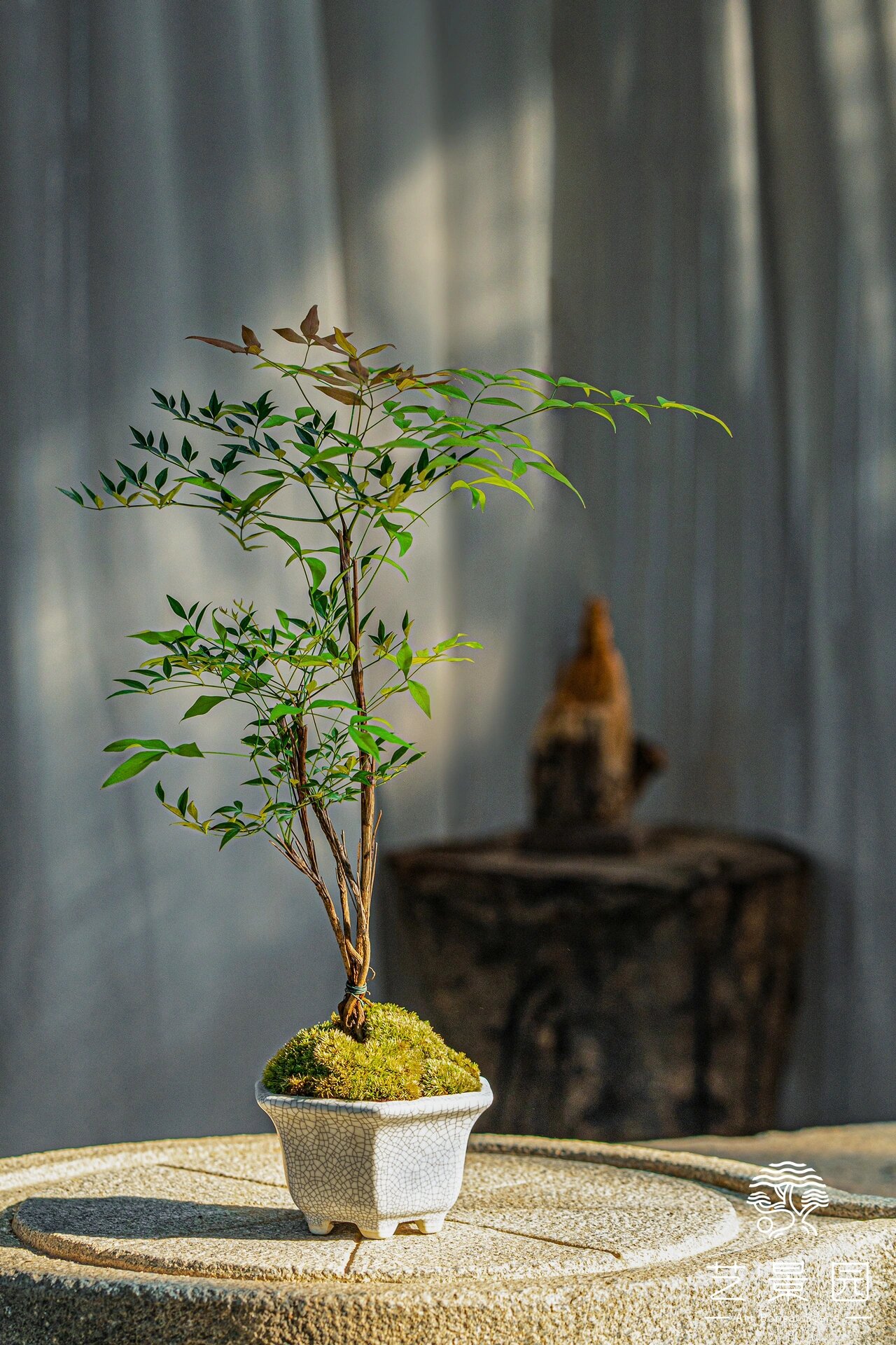 植物笔记(原创)|高颜值的平价绿植南天竹