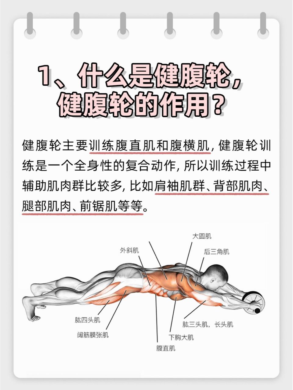 初学者97健腹轮锻炼方法6015 健腹轮是一种小型的健身器材,使用