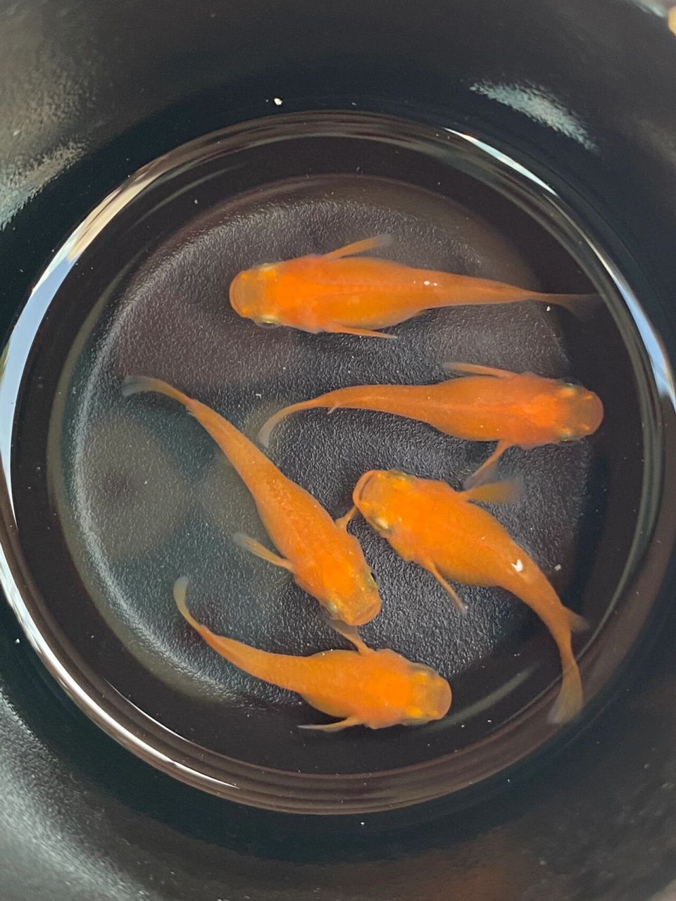 超好养的观背青鳉 不用过滤,打氧,加温的小型冷水观赏鱼懒人必入喔,一