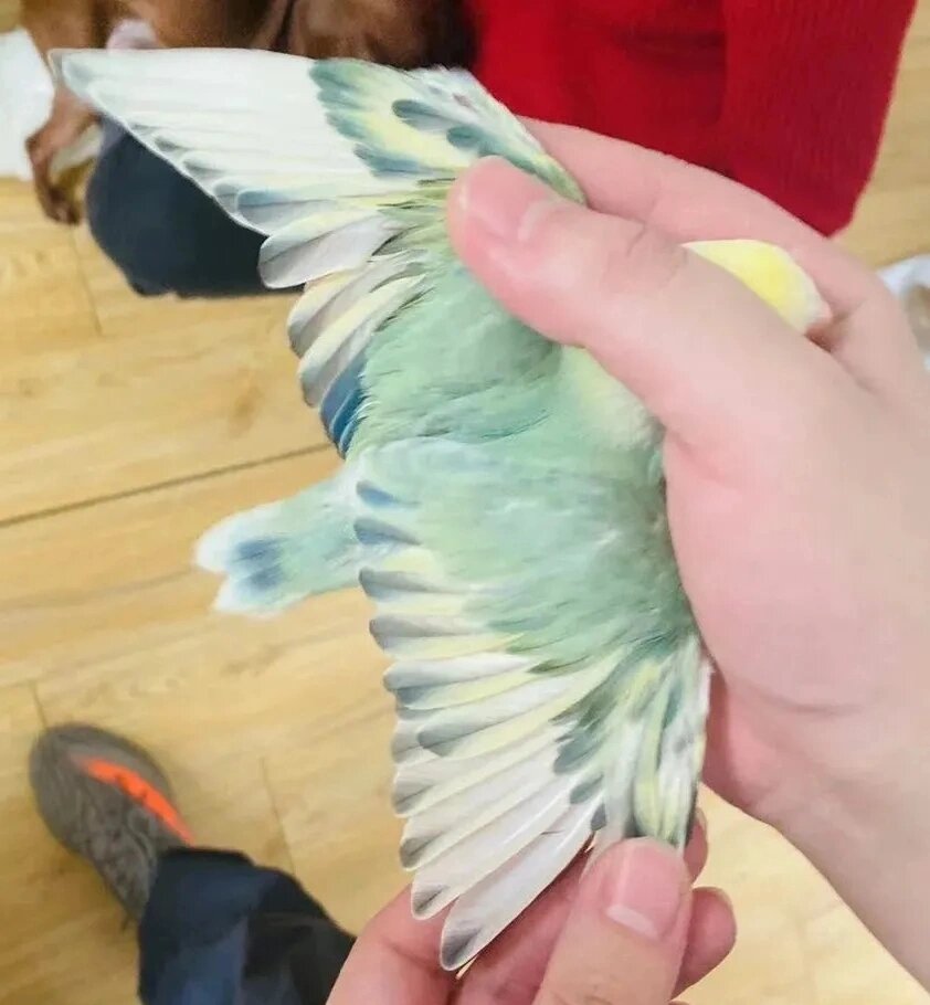 97牡丹鹦鹉品种大全971378绿闪派78 92牡丹鹦鹉品种颜色