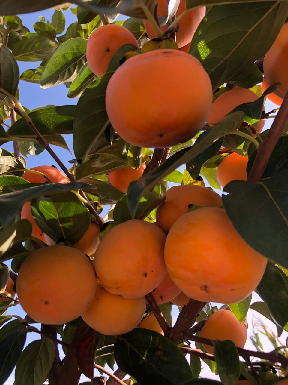 来报恩的脆柿子树 蓝天下的柿子,太爱了,打包装箱发快递