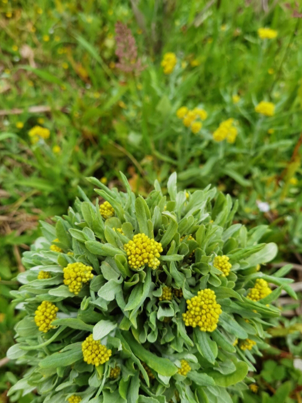 一五四 薇衔 | 神农本草经·中品·草部