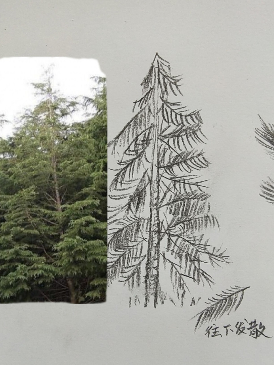 松树叶子画法简单图片