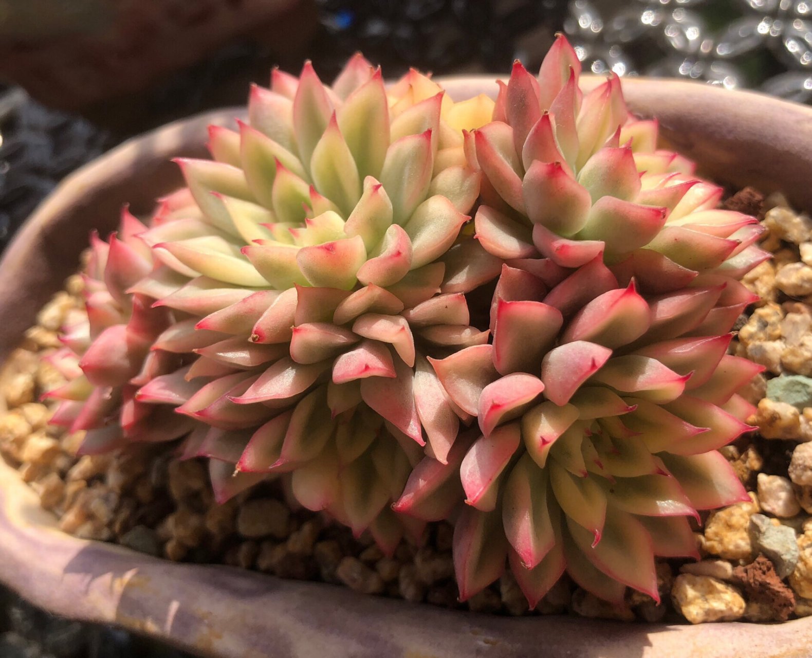 新手养多肉推荐～好养又好看系列94 品名:女雏锦,普货.