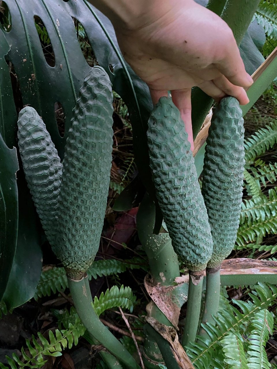 超大龟背竹结果啦!