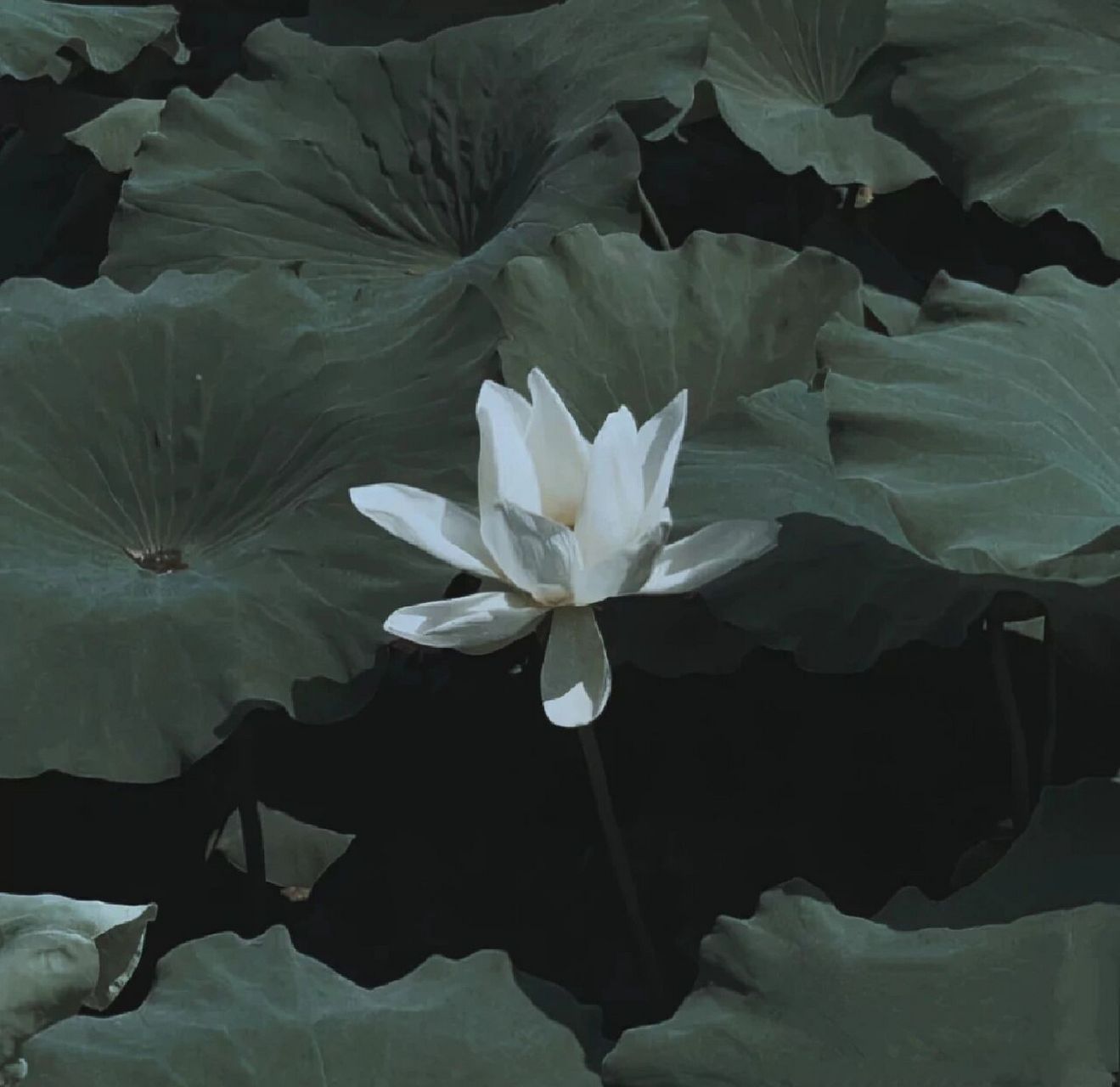 清冷感背景图 南山的风吹散了谷堆 北海的水淹没了墓碑