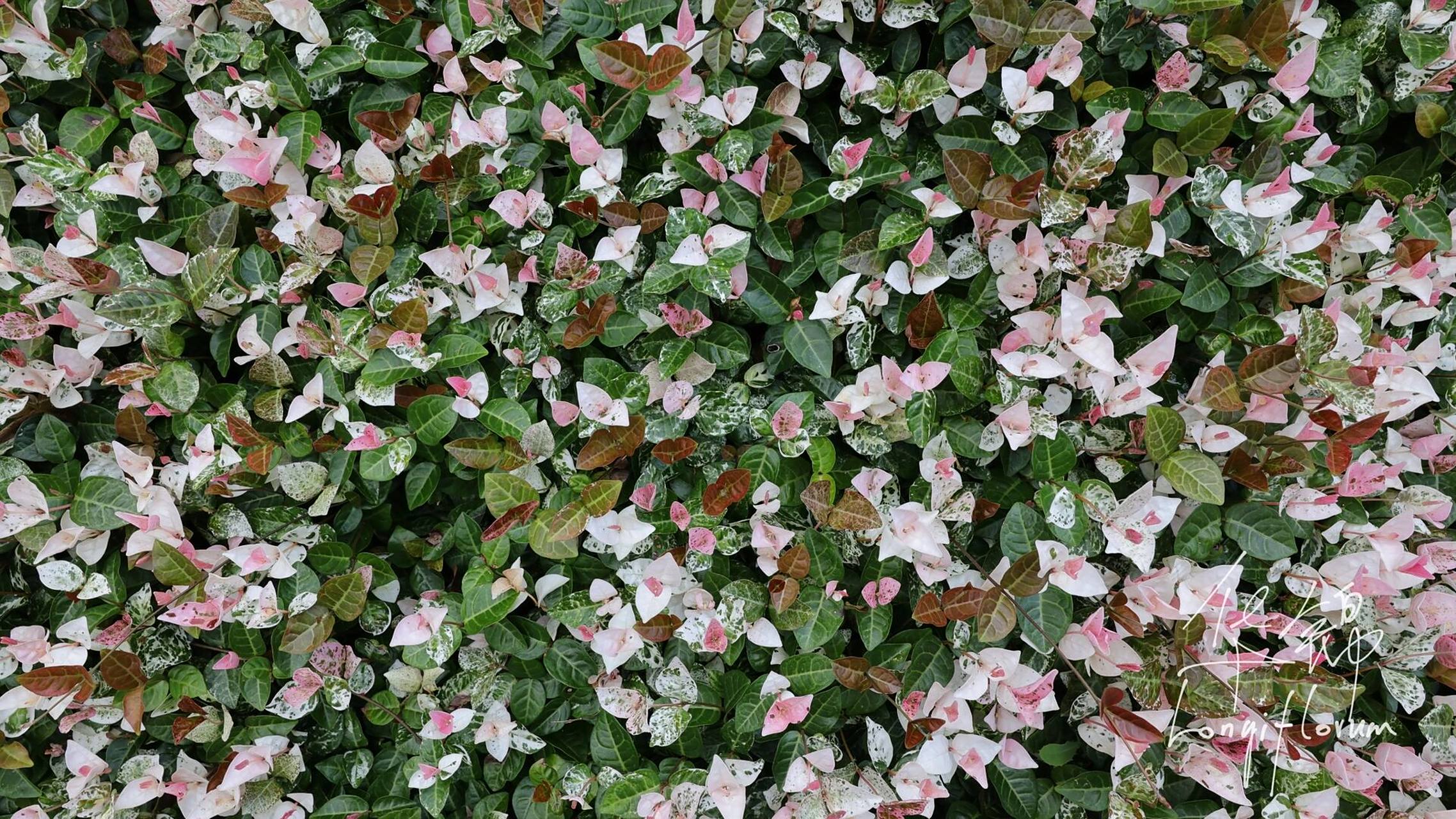 花叶络石  夹竹桃科,络石属-常绿木质藤蔓植物,许多城市绿化,园林工程