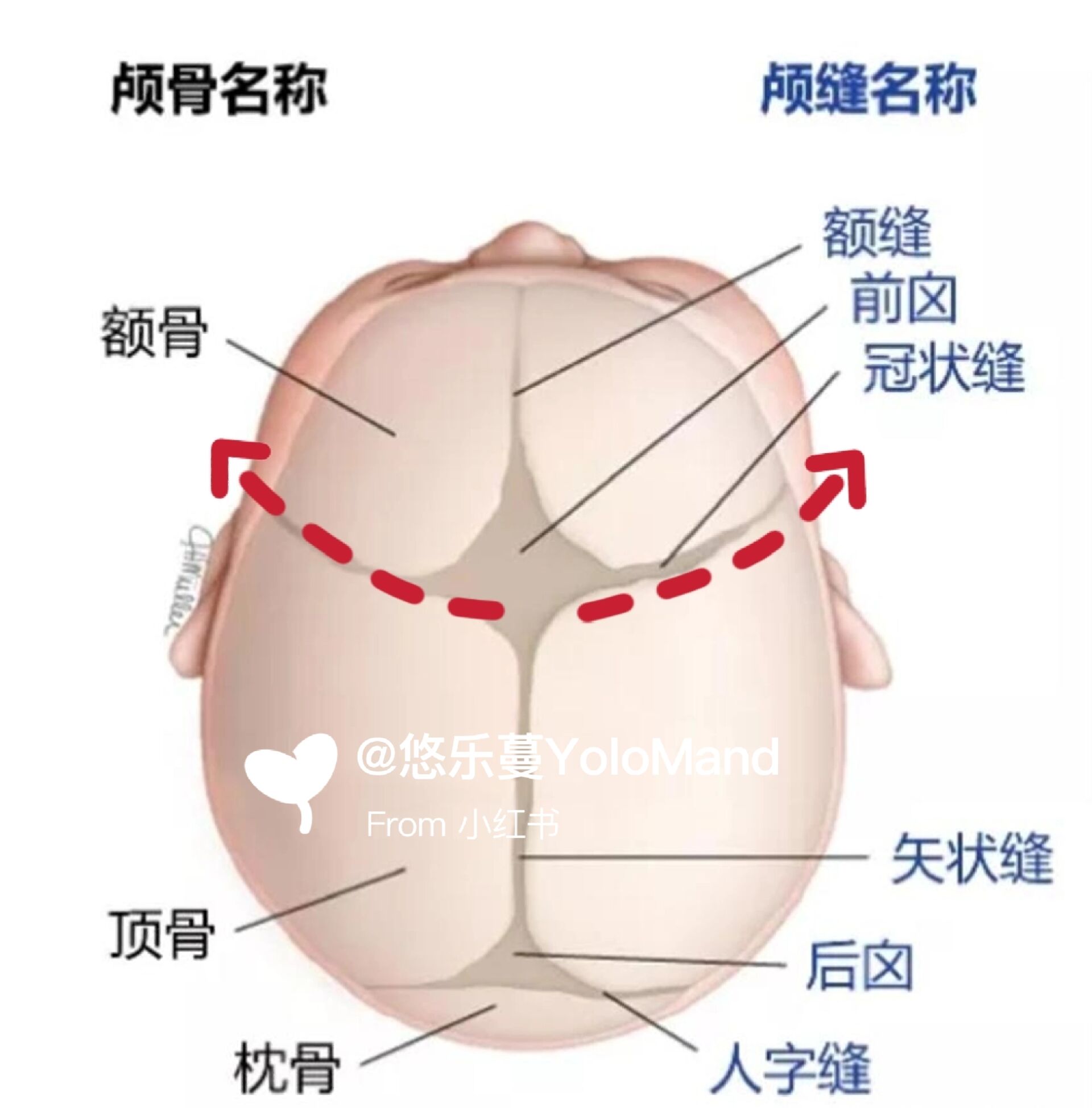 婴儿脑门突出正常图片图片