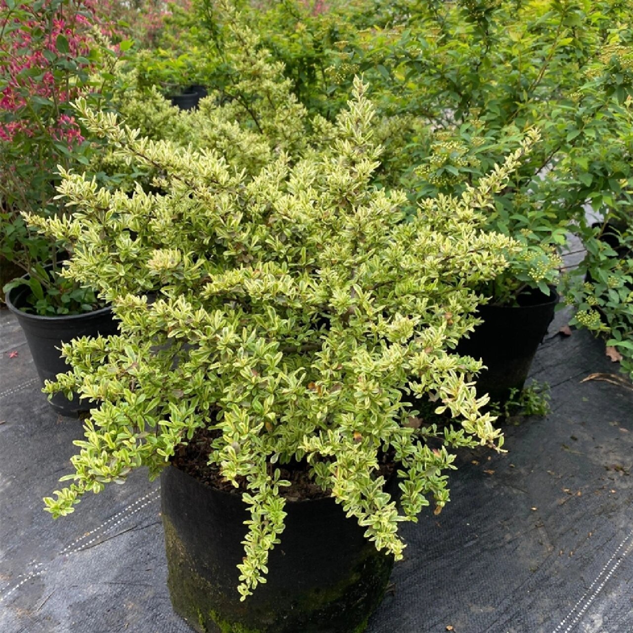 花境植物第182弹——小丑火棘 小丑火棘是蔷薇科,火棘属植物.