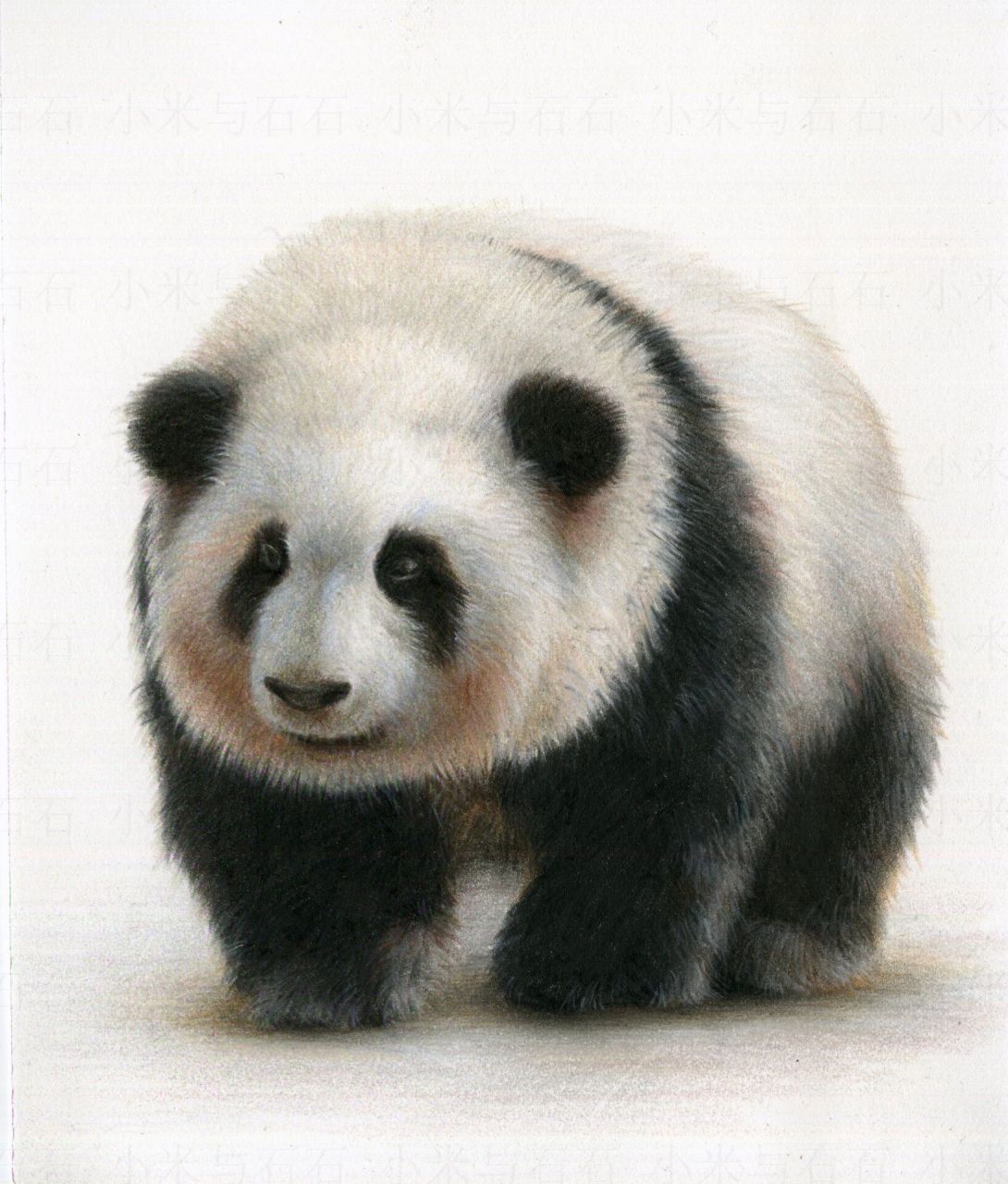 关于熊猫花花女士的彩铅画法～ 彩铅:辉柏嘉120色油性 	 纸:获多福