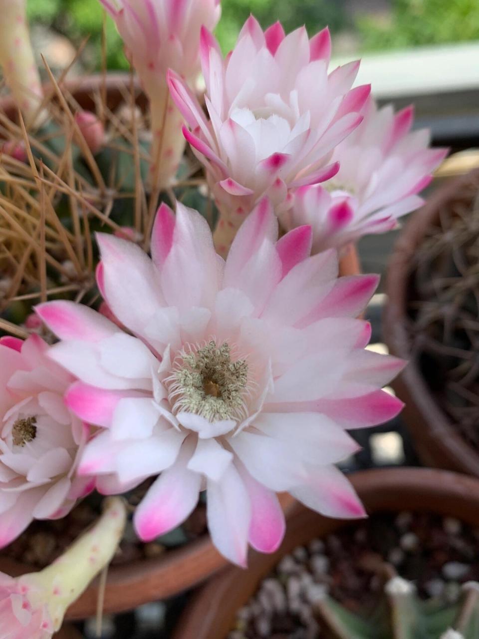 仙人球开花:翠晃冠