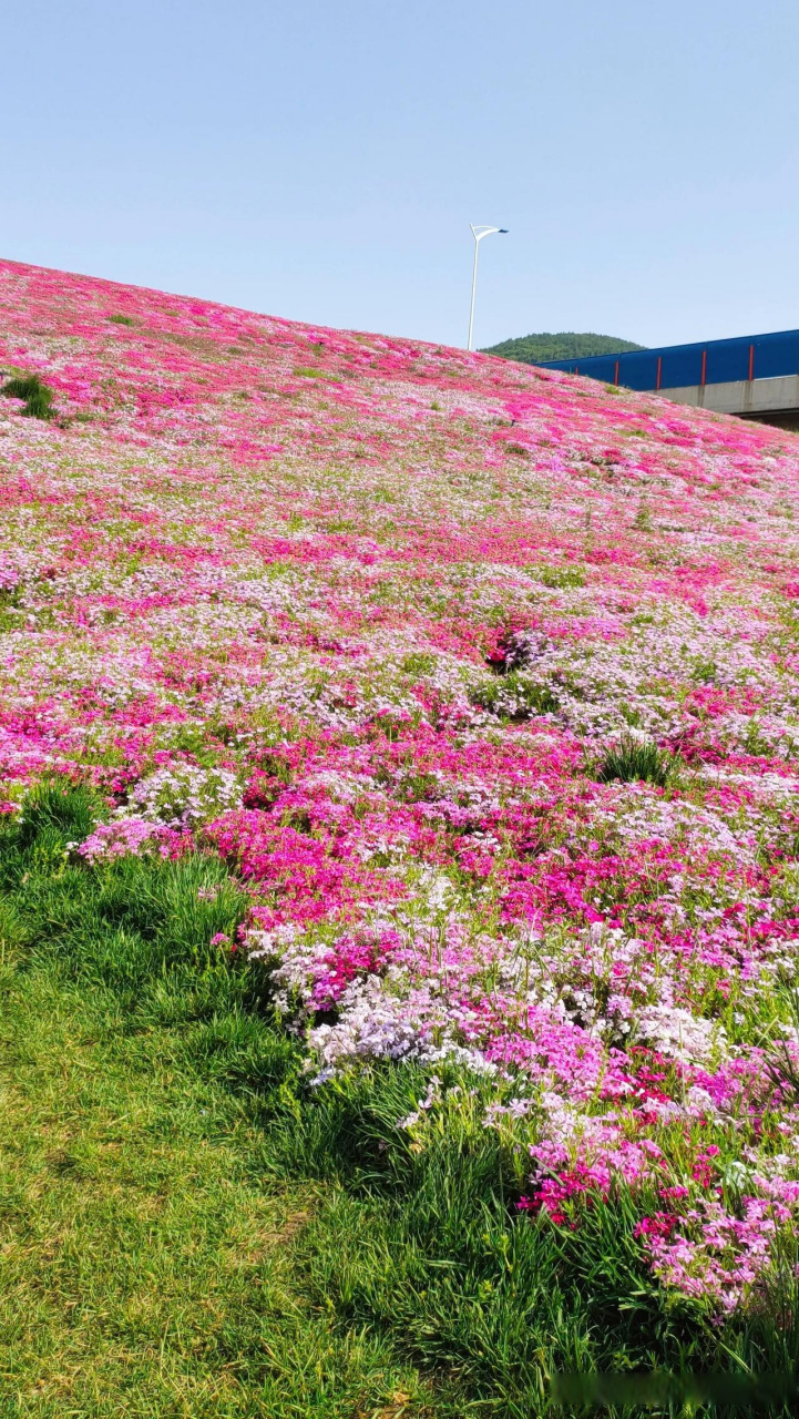 今天去龙洞那边儿看福禄考花海去啦, 不得不说, 这地方的景色还是很美