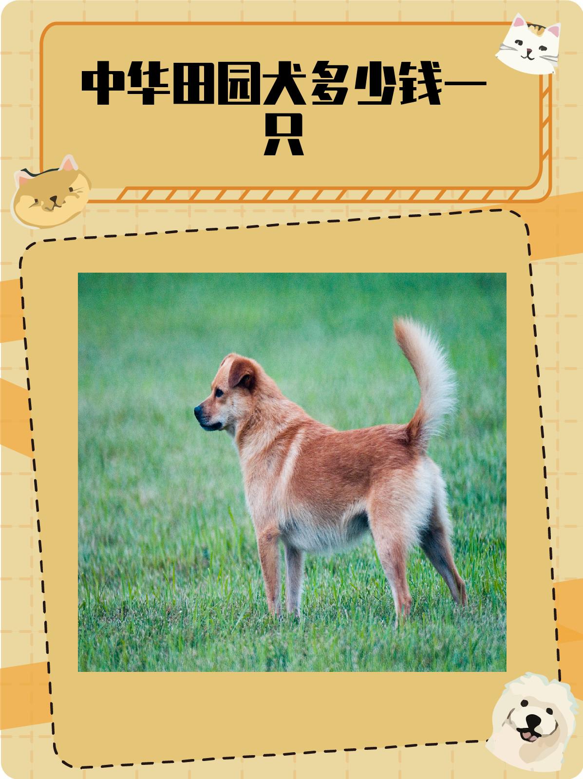 中华田园犬多少钱一只