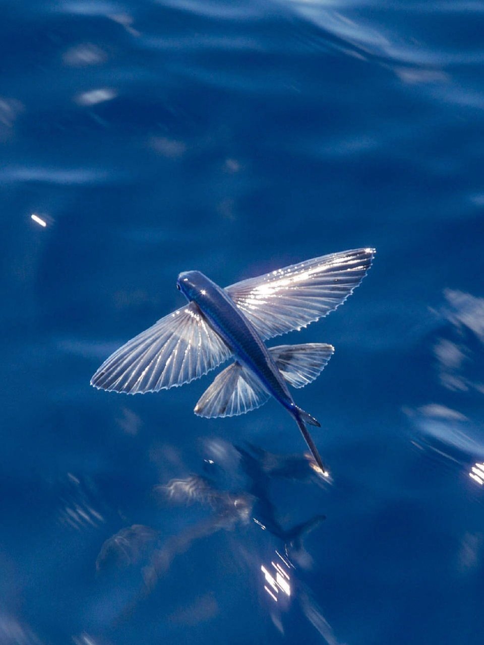 每天认识一种有趣动物|飞鱼 飞鱼 「世界上游的最快的鱼」 92拉丁学