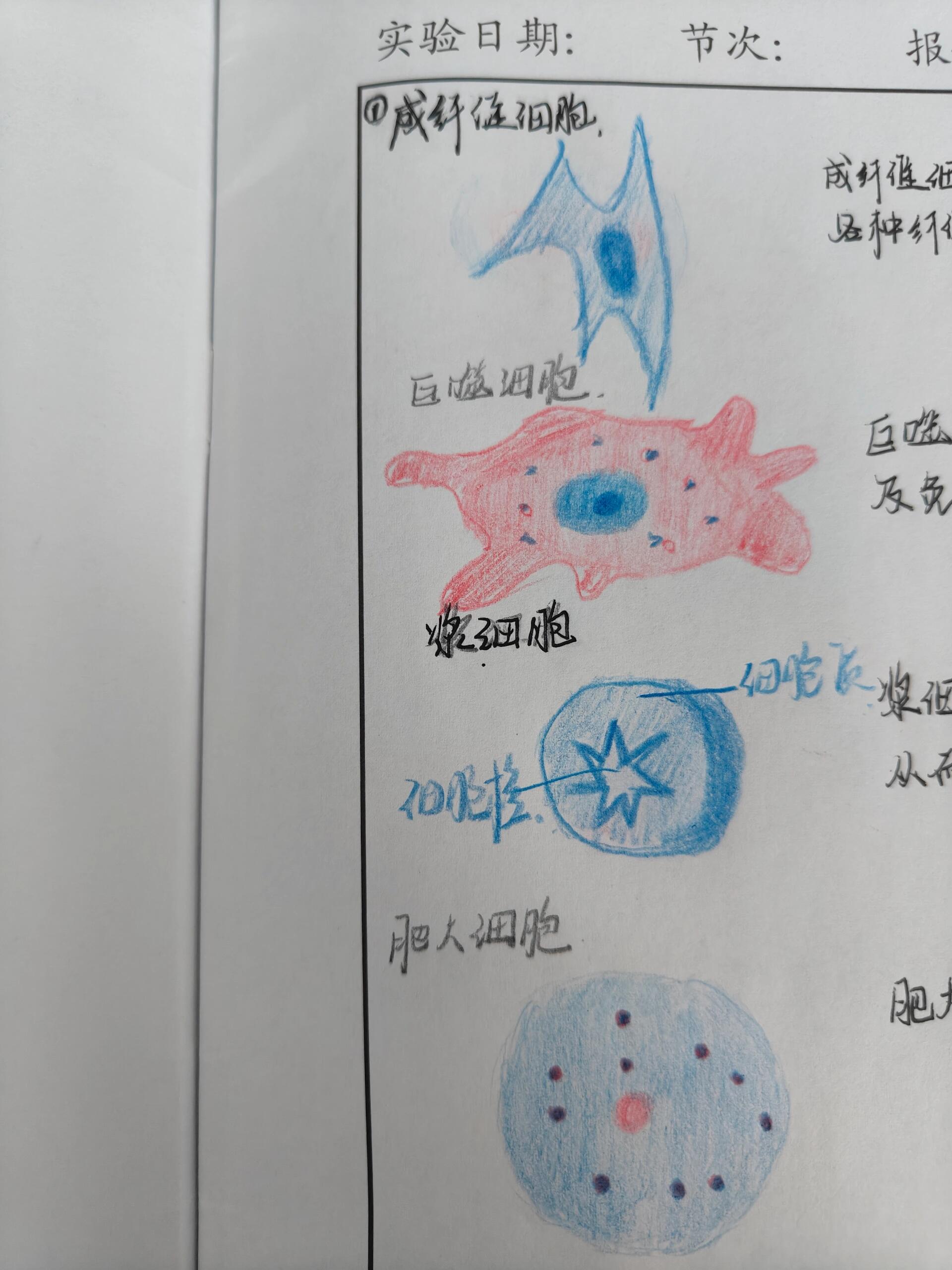 组胚红蓝铅笔绘图 成纤维细胞 巨噬细胞 浆细胞 肥大细胞