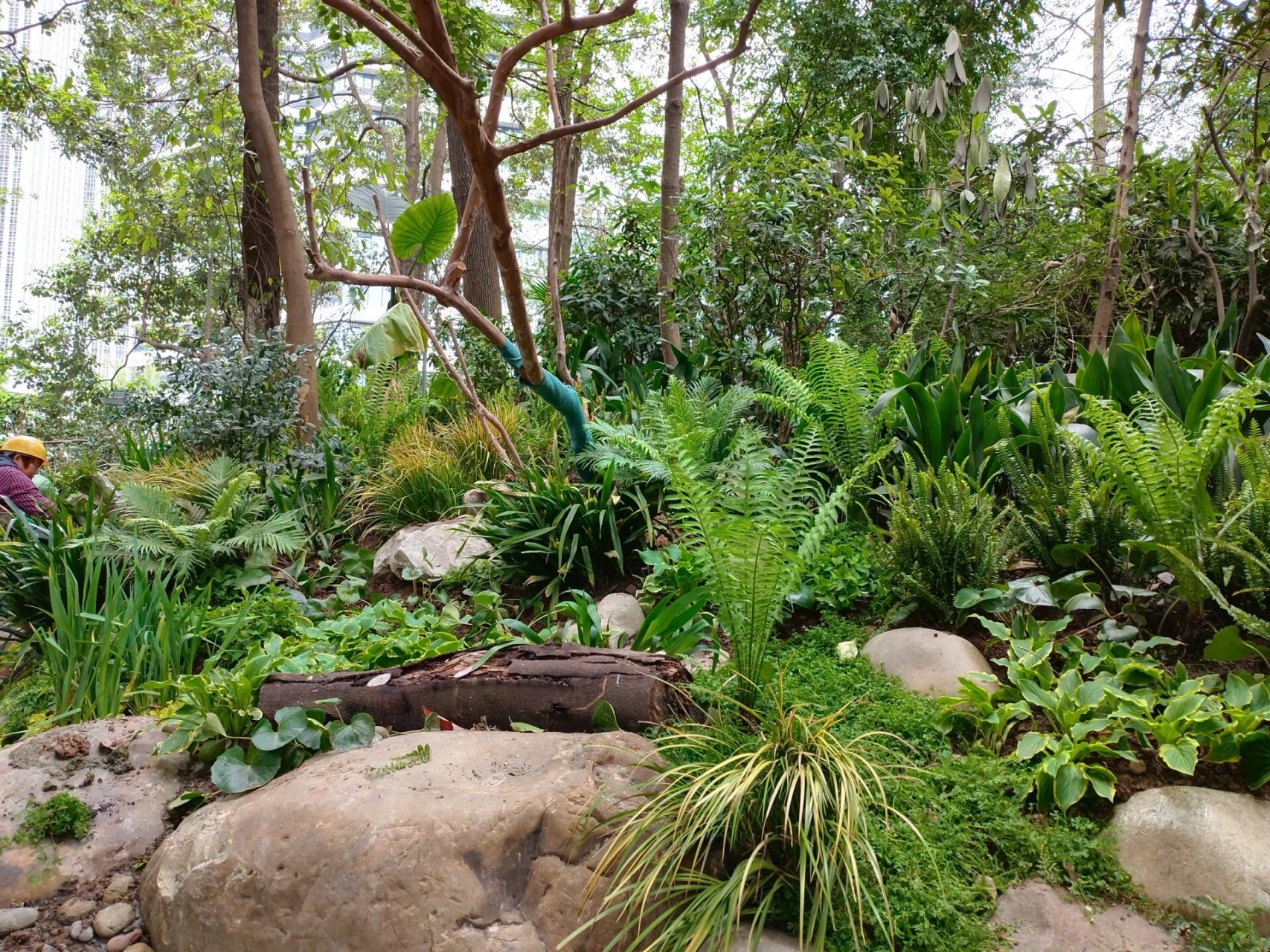 阴生花境|活水公园蕨类植物造景 项目地址:成都活水公园 设计施工单位