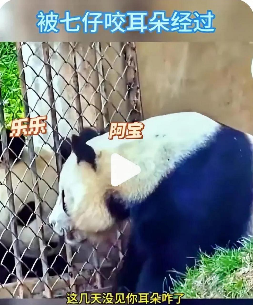 前几天,大熊猫楼阿宝挑衅巧克力熊七仔,结果被七仔咬了耳朵.