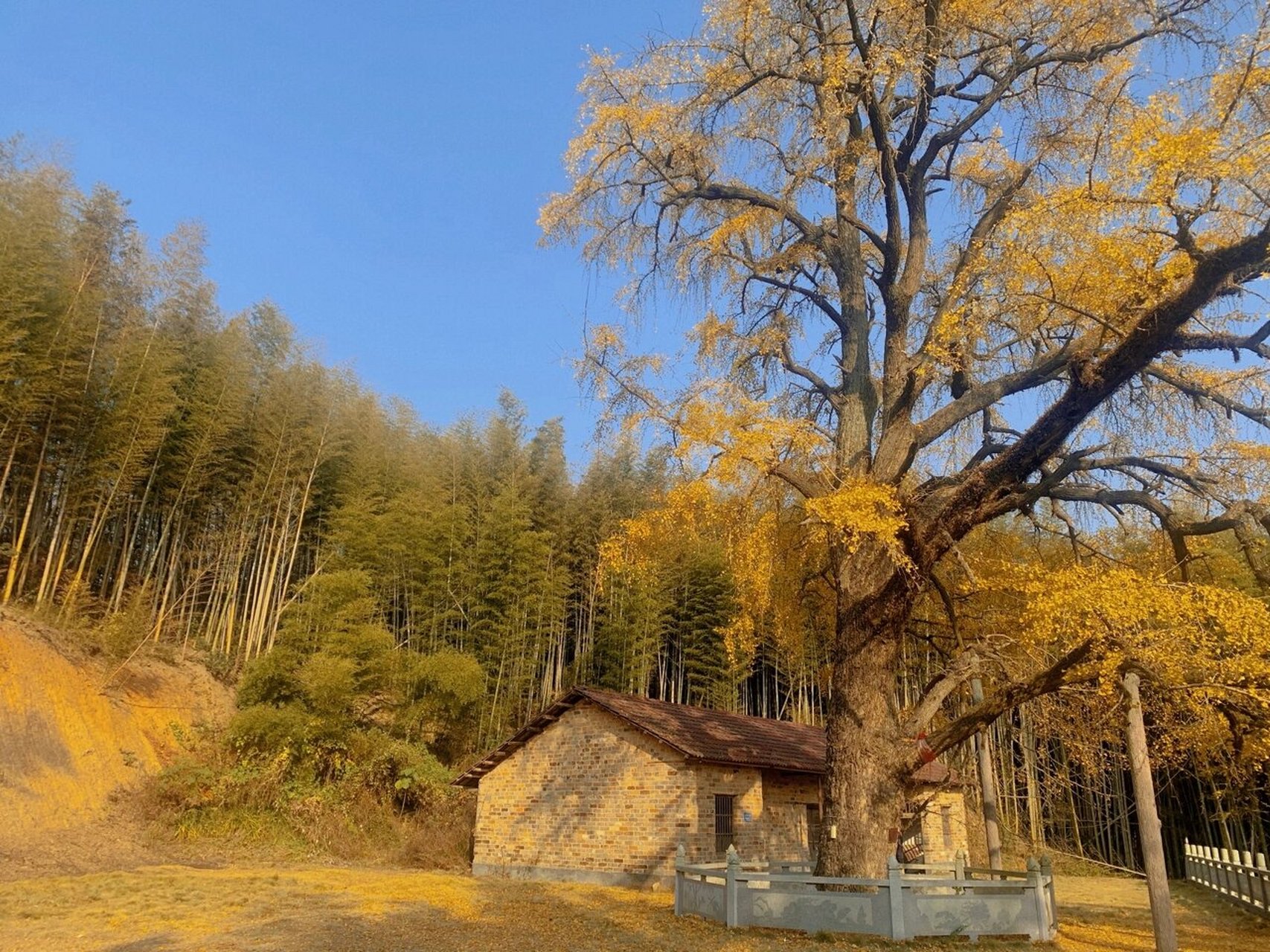 打卡,岳阳网红银杏树 宝贝爷爷家背后的天井山银杏树今年成了网红打卡