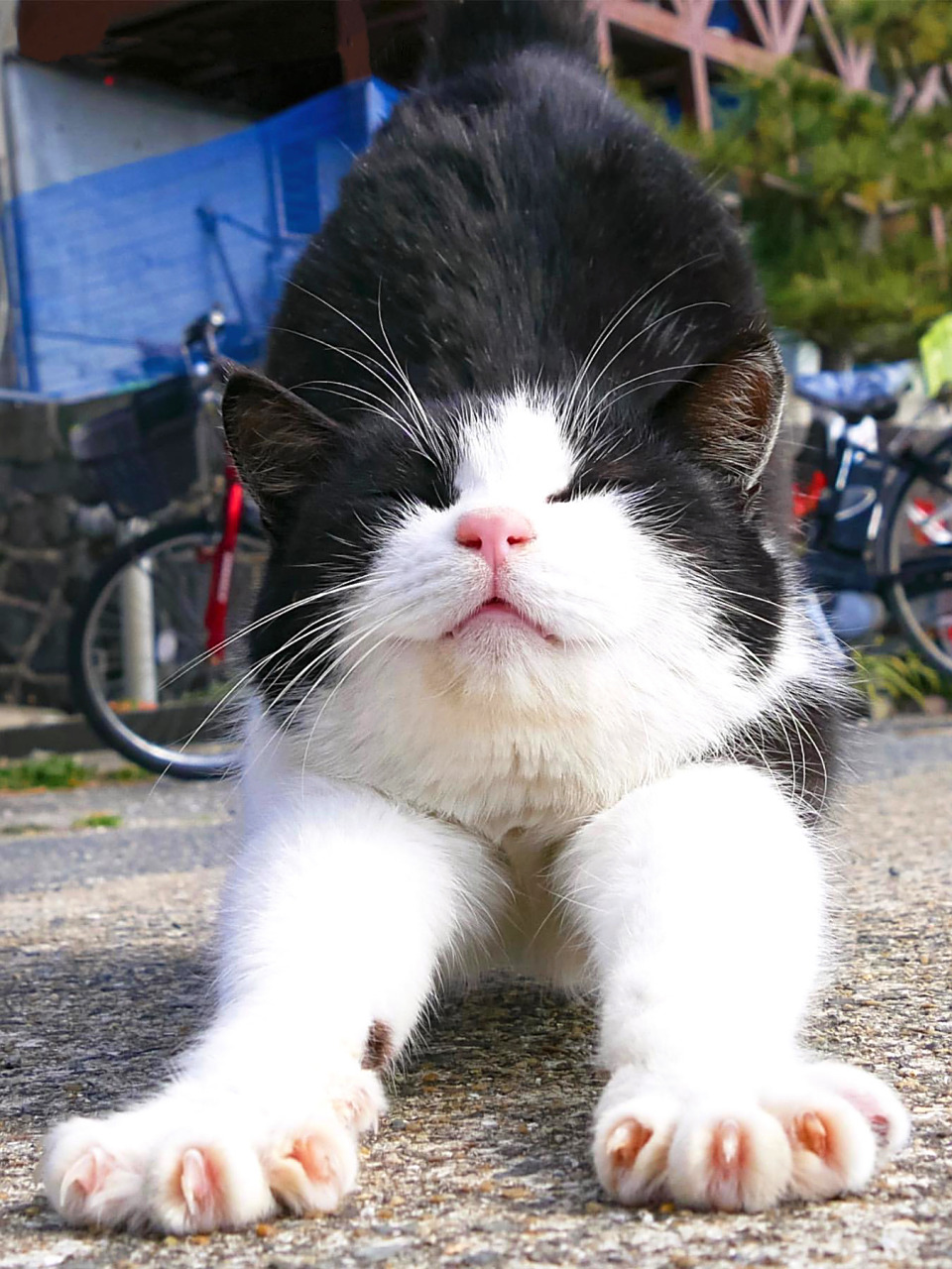 猫咪伸懒腰有多可爱          from simabossneko