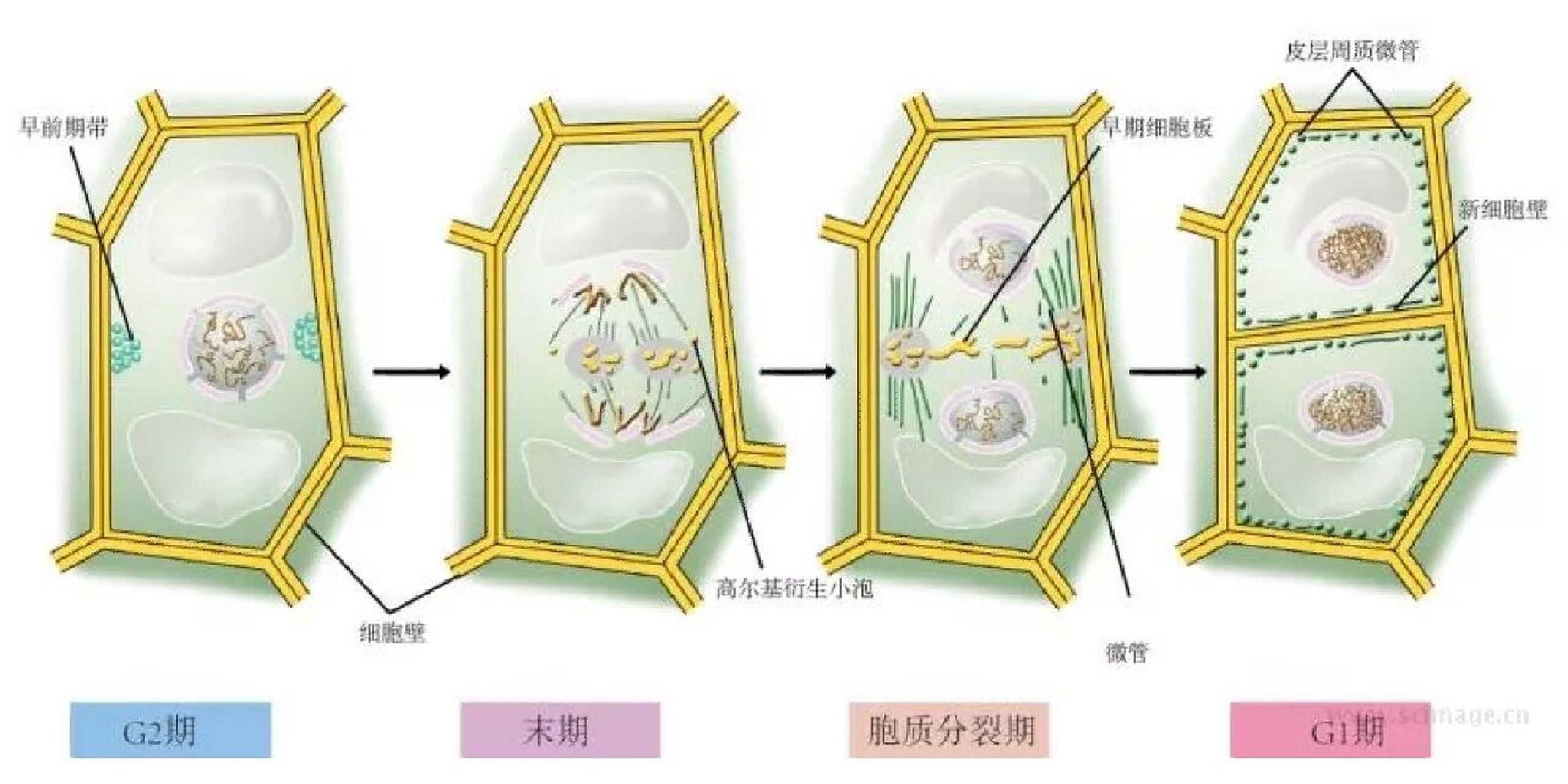 生物有丝的过程图图片